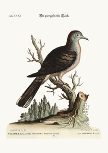 Enine şerit veya bared Dove, 1749-73